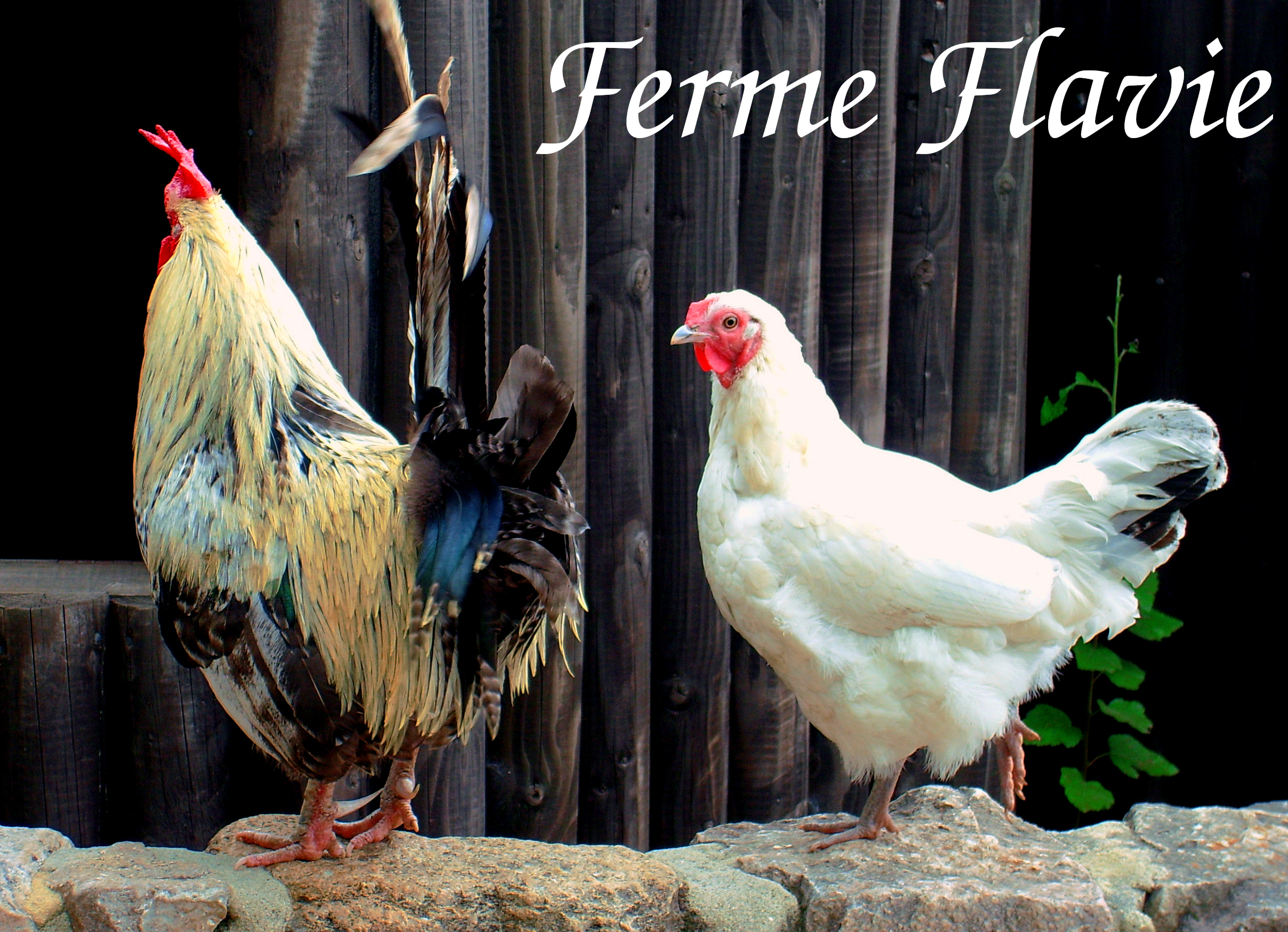 Ferme Flavie
